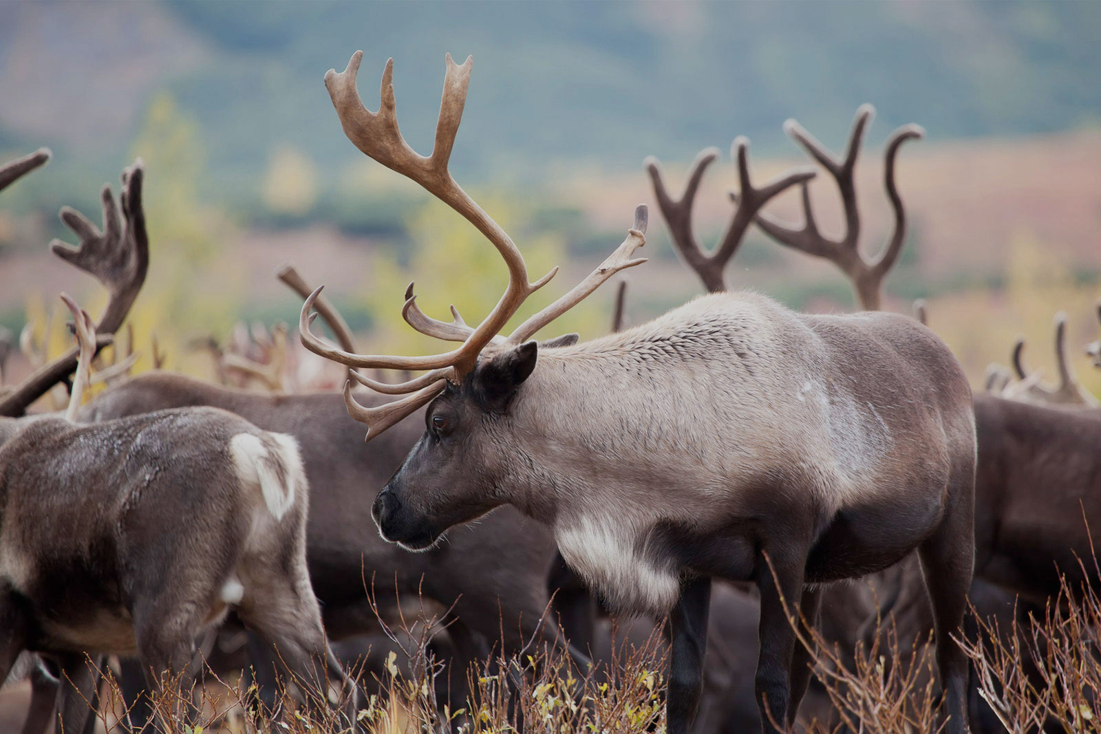 Caribou