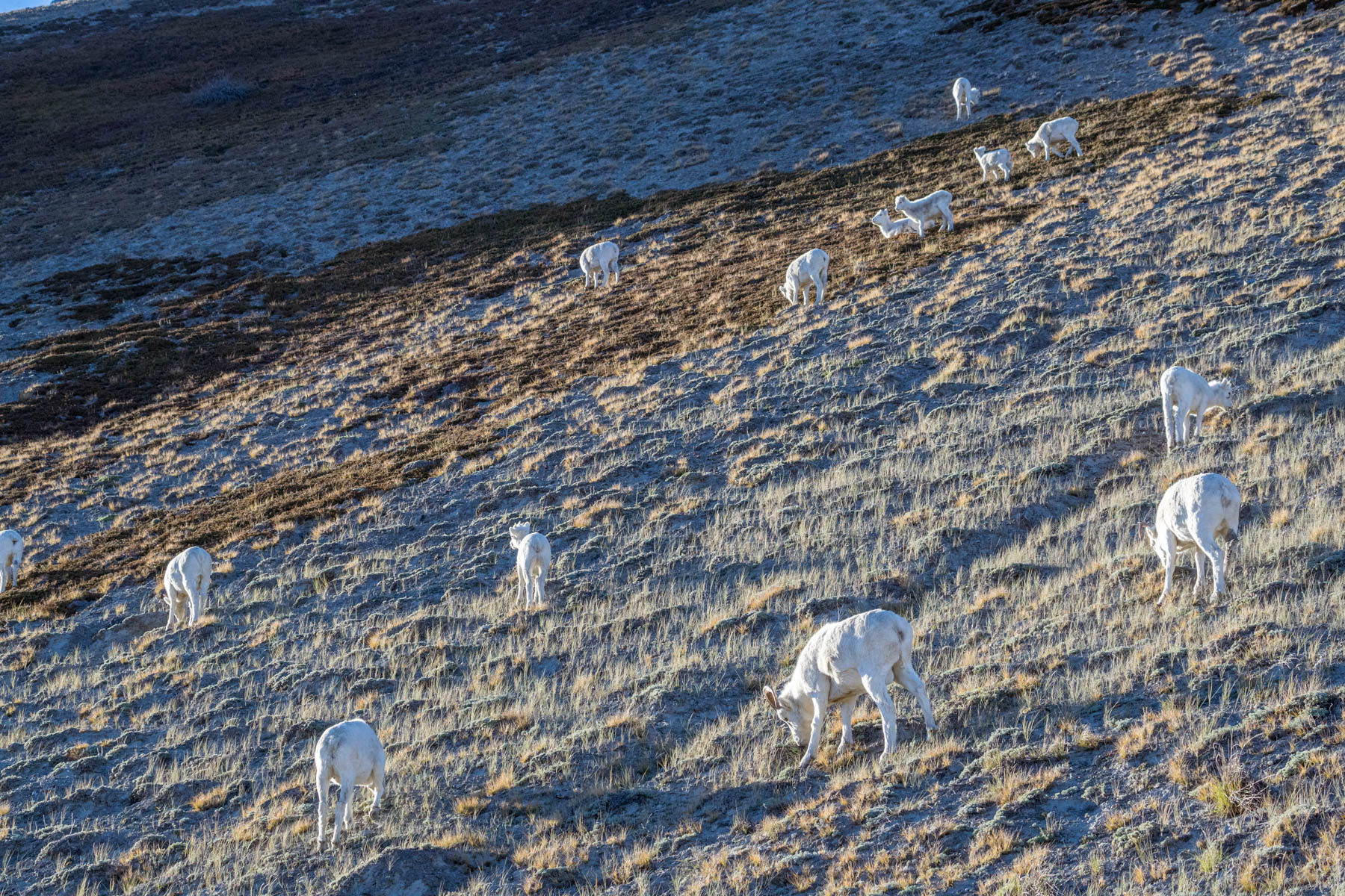 About Dall Sheep & Alaska Sheep Hunt Info