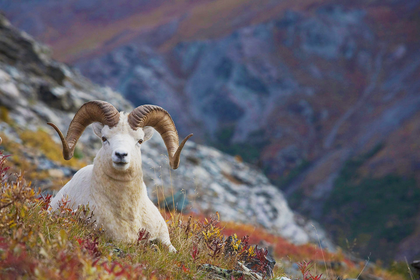 Dall Sheep